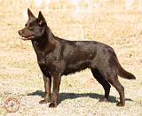 Australian Kelpie